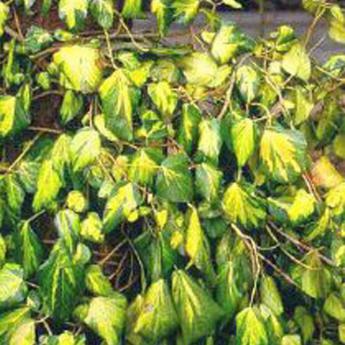 Colchica Sulphur heart