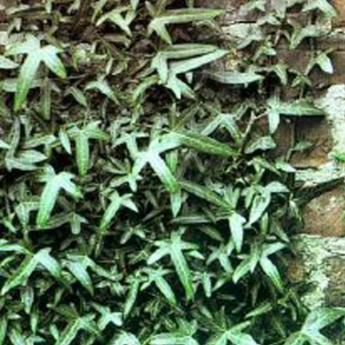 Sagittifolia