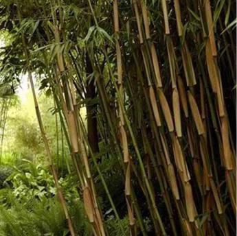 Fargesia Scabrida Asian Wonder