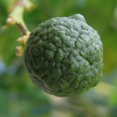 Combava