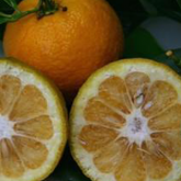 Bigaradier (Orange amer)