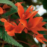 Summerwings Orange Pw® Summerwings Orange Pw®