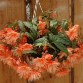 Belleconia Peach Pw® Belleconia Peach Pw®