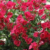 Breezee Red Pw® Breezee Red Pw®