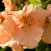Breezee Apricot Pw® Breezee Apricot Pw®
