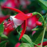Shadow Dancer Shirley Pw®