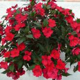 Sunpatiens Compact Red Sunpatiens Compact Red