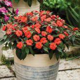 Sunpatiens Compact Orange Sunpatiens Compact Orange