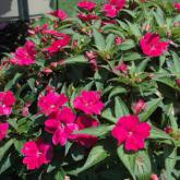 Sunpatiens Compact Magenta