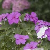 Sunpatiens Compact Lilas Sunpatiens Compact Lilas