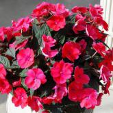 Sunpatiens Compact Deep Rose Sunpatiens Compact Deep Rose