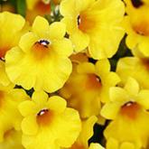 Sunsatia Plus Retombant Quince Pw® Sunsatia Plus Retombant Quince Pw®