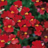 Sunsatia Plus Retombant Granada Pw® Sunsatia Plus Retombant Granada Pw®