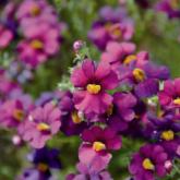 Sunsatia Plus Retombant Ciruela Impr. Pw® Sunsatia Plus Retombant Ciruela Impr. Pw®