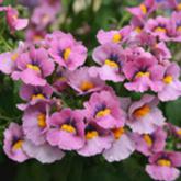 Sunsatia Erige Cassis Sunsatia Erige Cassis