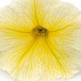 Veranda Yellow Pw®