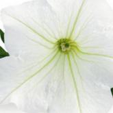 Veranda White 