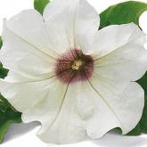 Surfinia White