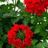 Vepita Fire Red Vepita Fire Red