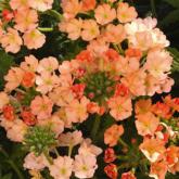 Ret. Estrella Peach Ret. Estrella Peach