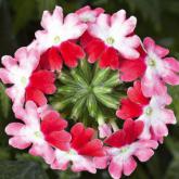 Lanaii Twister Red Lanaii Twister Red