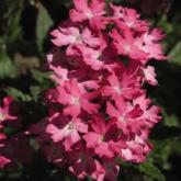 Superbena Coral Pearl Superbena Coral Pearl