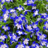 Lobelia Super Star