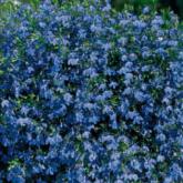 Lobelia Blue Star