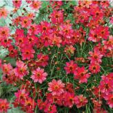 Coreopsis Rum Punch