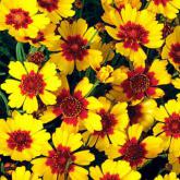 Coreopsis Pineapple Pie