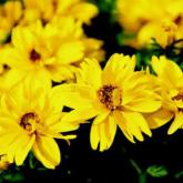Bidens Tweety