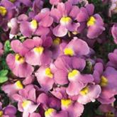 Karoo Pink Ameliore Pw Karoo Pink Ameliore Pw