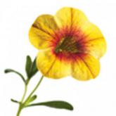 Superbells Apricot Punch Pw® Superbells Apricot Punch Pw®