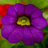 Superbells Imperial Purple Pw® Superbells Imperial Purple Pw®