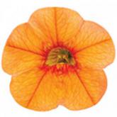 Superbells Orange Superbells Orange