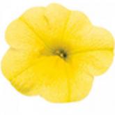 Superbells Yellow Pw® Superbells Yellow Pw®