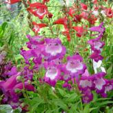 Penstemon Violet Penstemon Violet