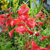 Penstemon Rouge Penstemon Rouge