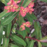 Euphorbia Griffithii Fire Glow Euphorbia Griffithii Fire Glow