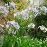 Agapanthus Hybride Agapanthus Hybride