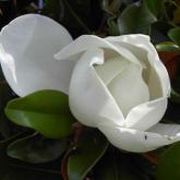 Grandiflora Galissoniensis