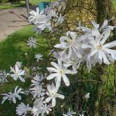 Stellata
