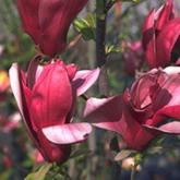 Liliiflora Nigra
