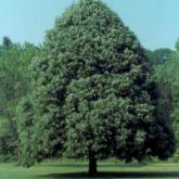 Tilia Tomentosa