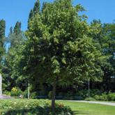 Tilia Platyphillos