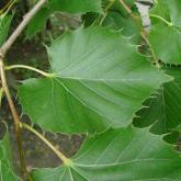 Tilia Henryana