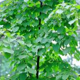Tilia Europaea Pallida