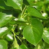 Tilia Euchlora