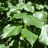 Tilia Cordata