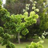 Sophora Japonica Dot